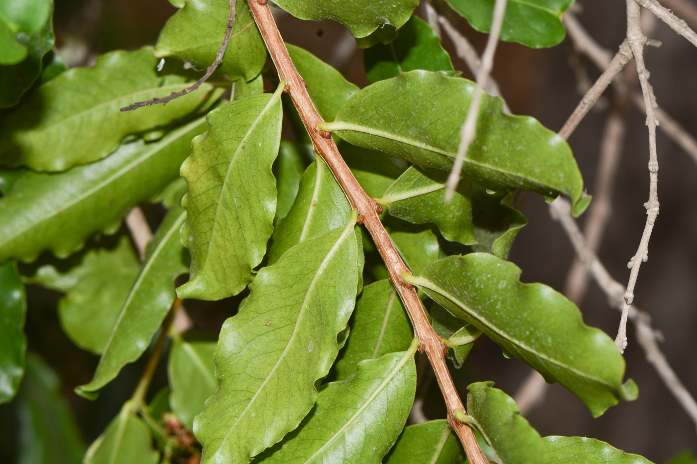 Image of Galpinia transvaalica specimen.