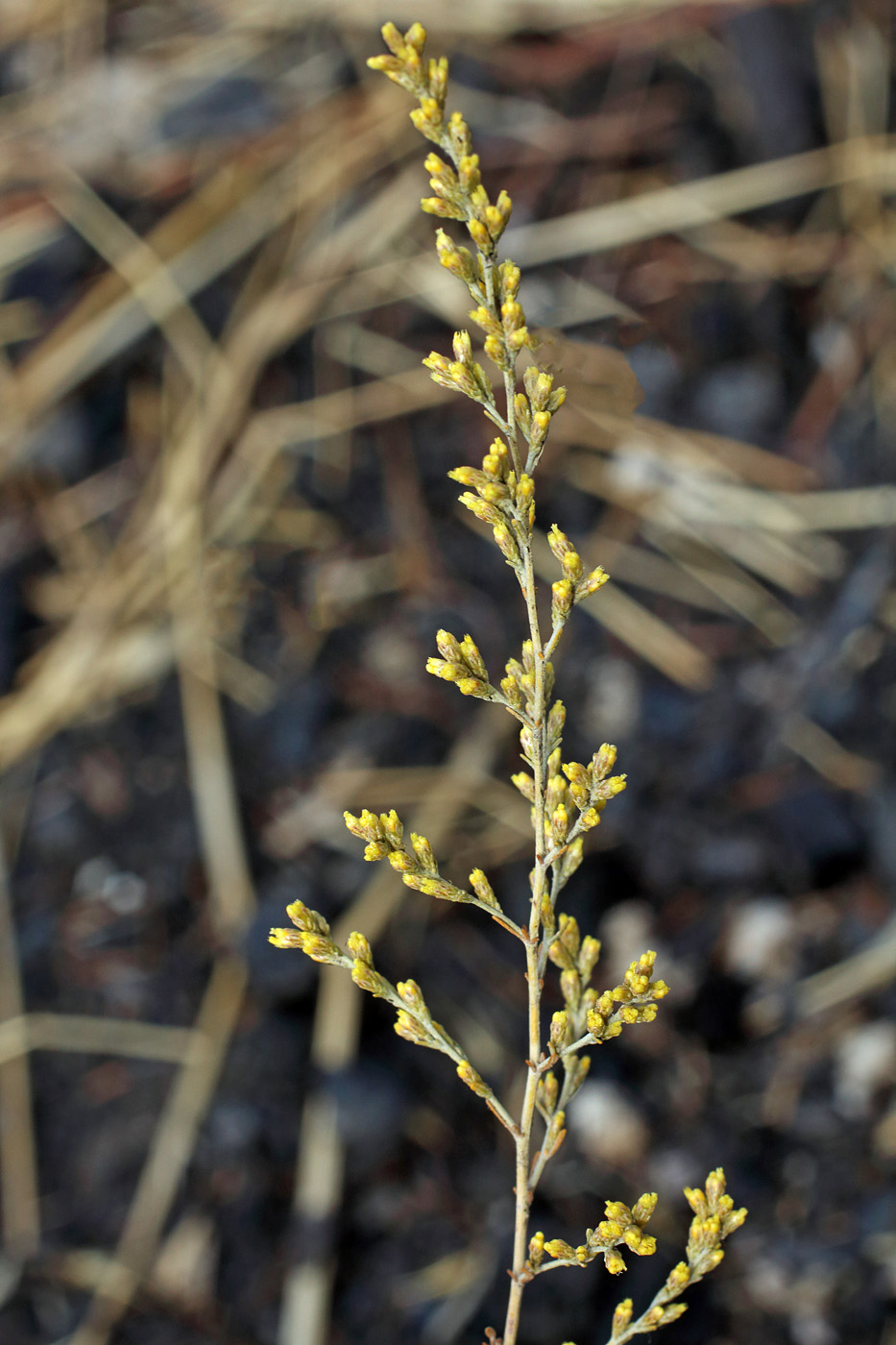 Изображение особи Artemisia serotina.