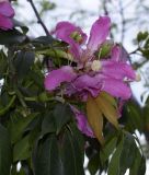 Ceiba speciosa