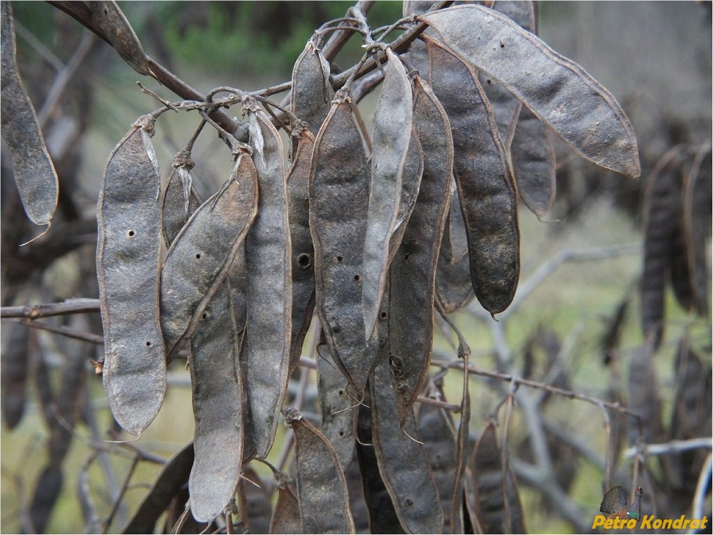 Image of genus Robinia specimen.