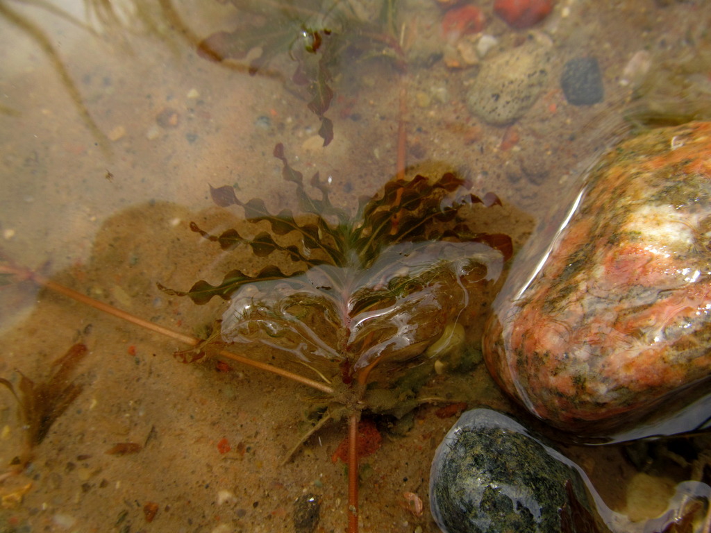 Image of Potamogeton crispus specimen.