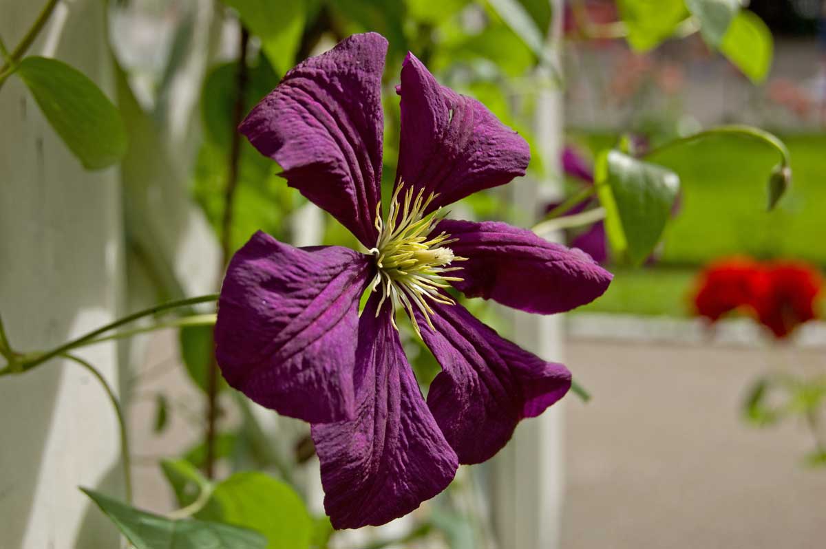 Изображение особи Clematis &times; jackmanii.