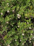 Arctostaphylos subspecies franciscana