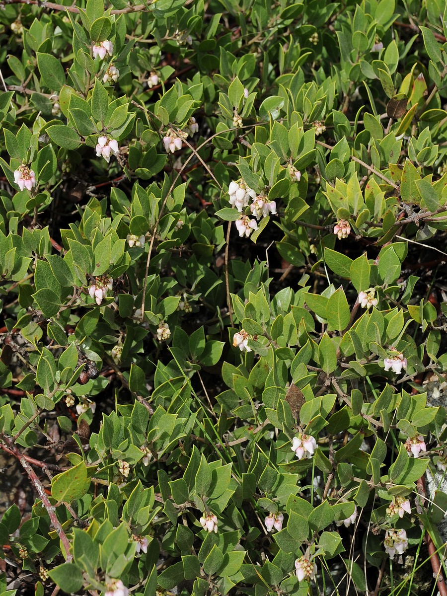 Image of Arctostaphylos hookeri ssp. franciscana specimen.