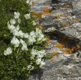 Astragalus levieri