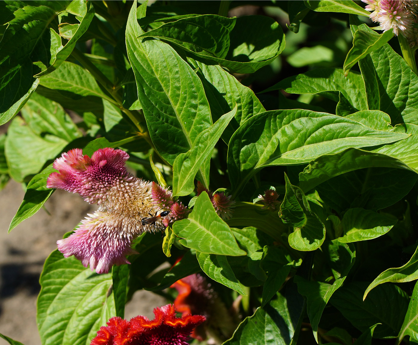 Image of Celosia cristata specimen.