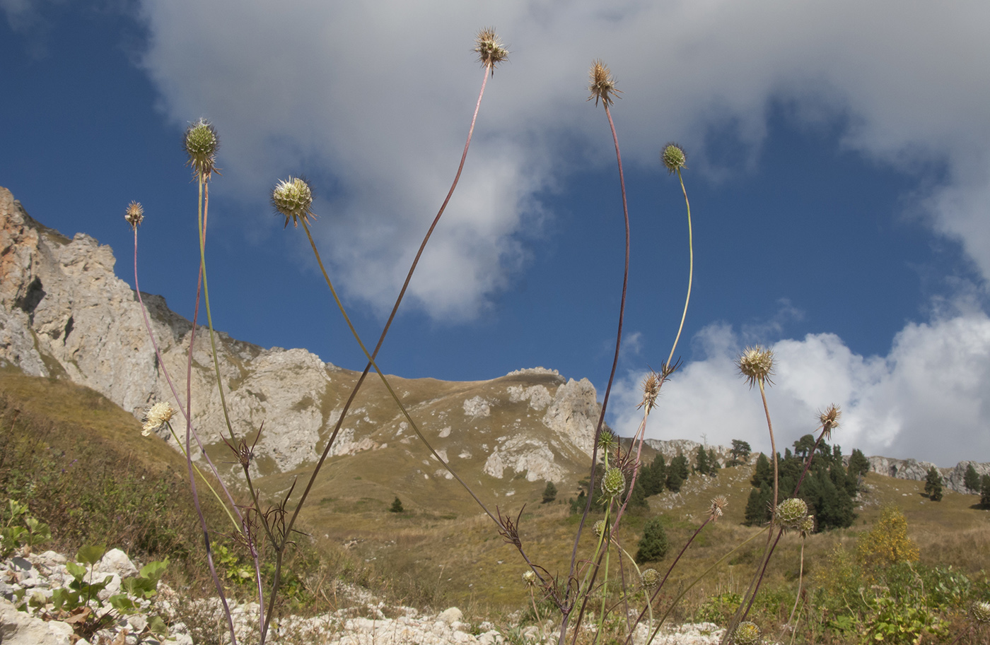 Image of Scabiosa bipinnata specimen.