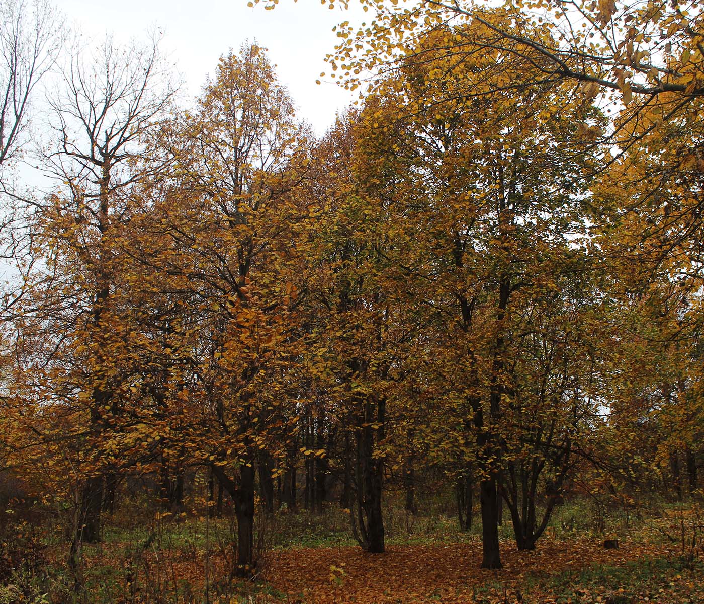 Image of Tilia platyphyllos specimen.