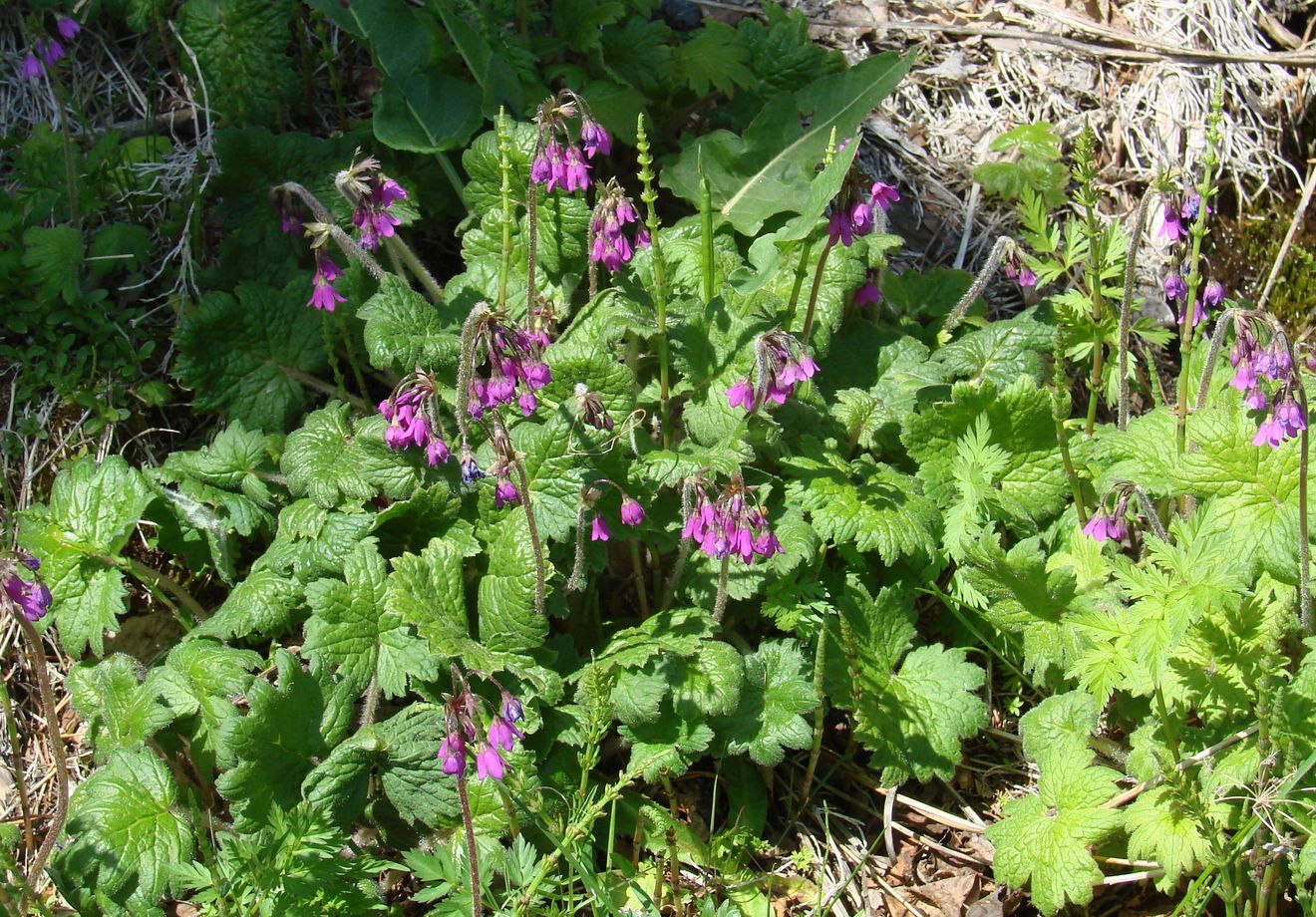 Image of Cortusa sibirica specimen.