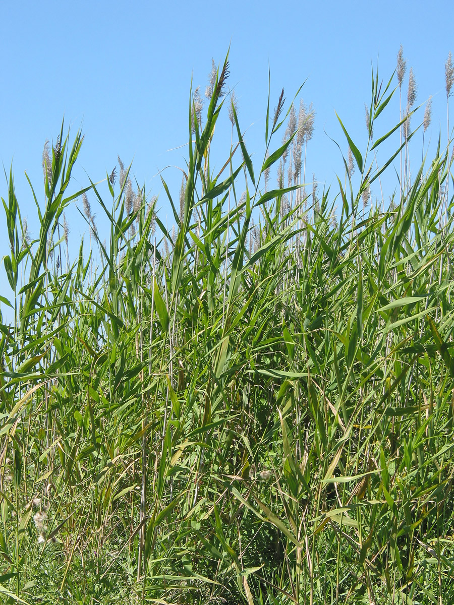 Изображение особи Phragmites australis.