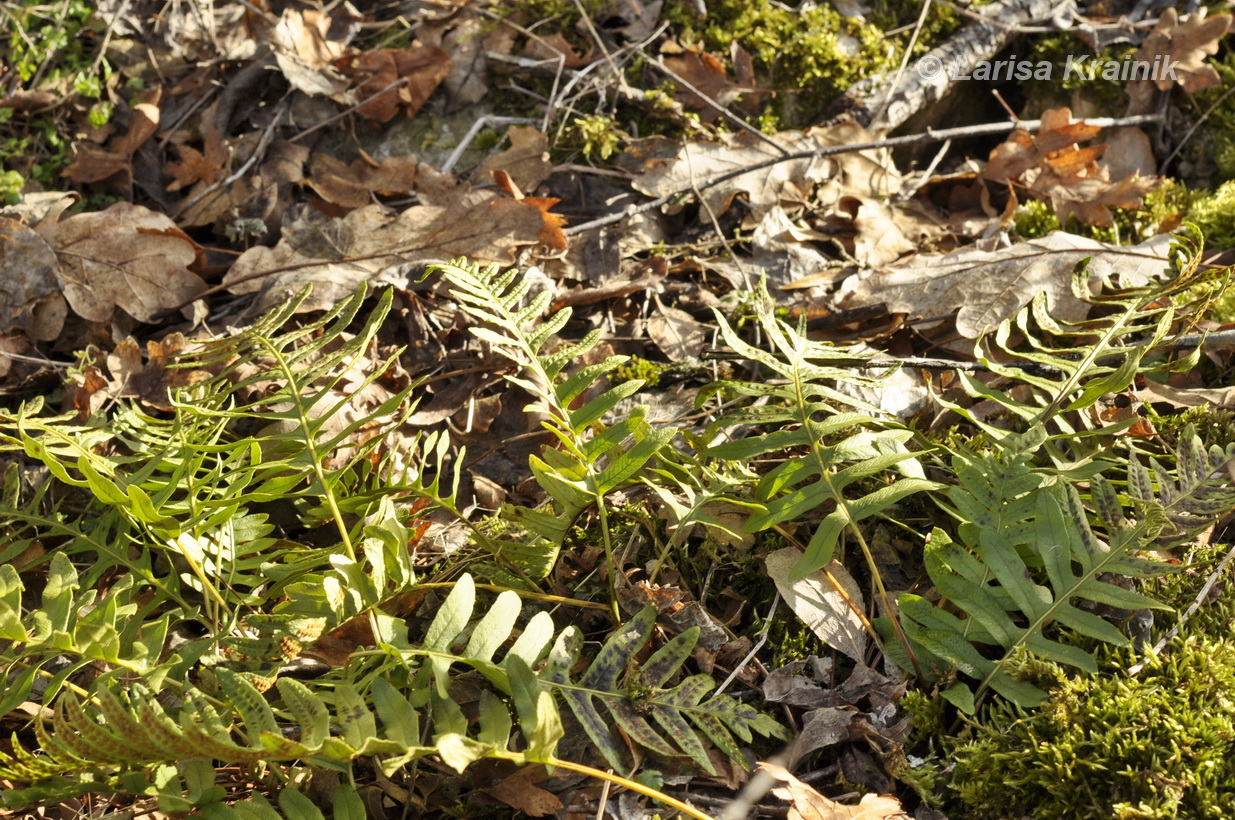 Image of genus Polypodium specimen.