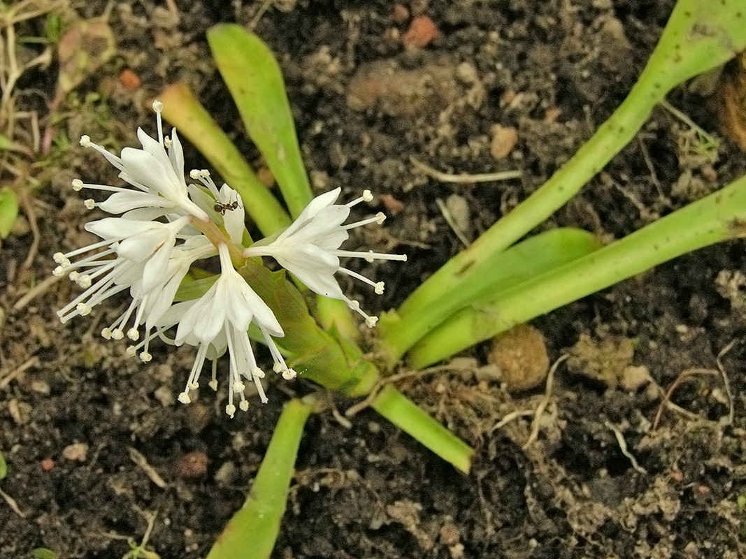 Image of Ypsilandra thibetica specimen.