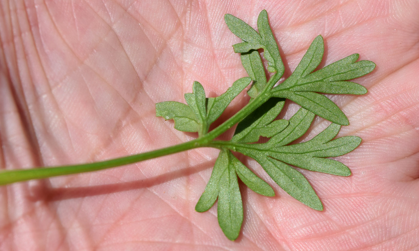 Image of Kamelinia tianschanica specimen.