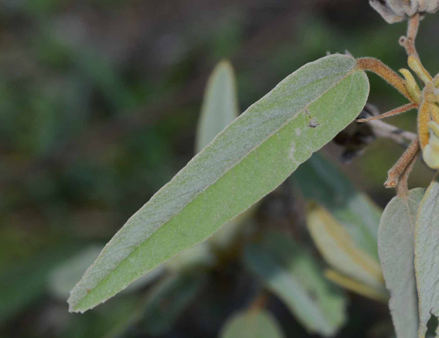 Image of genus Abutilon specimen.