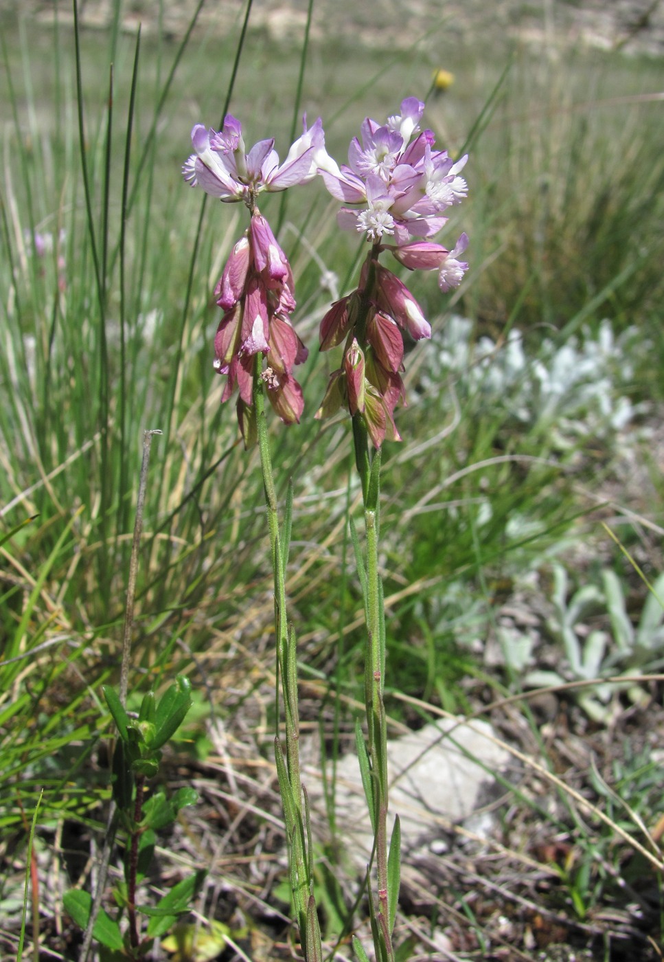 Image of Polygala major specimen.