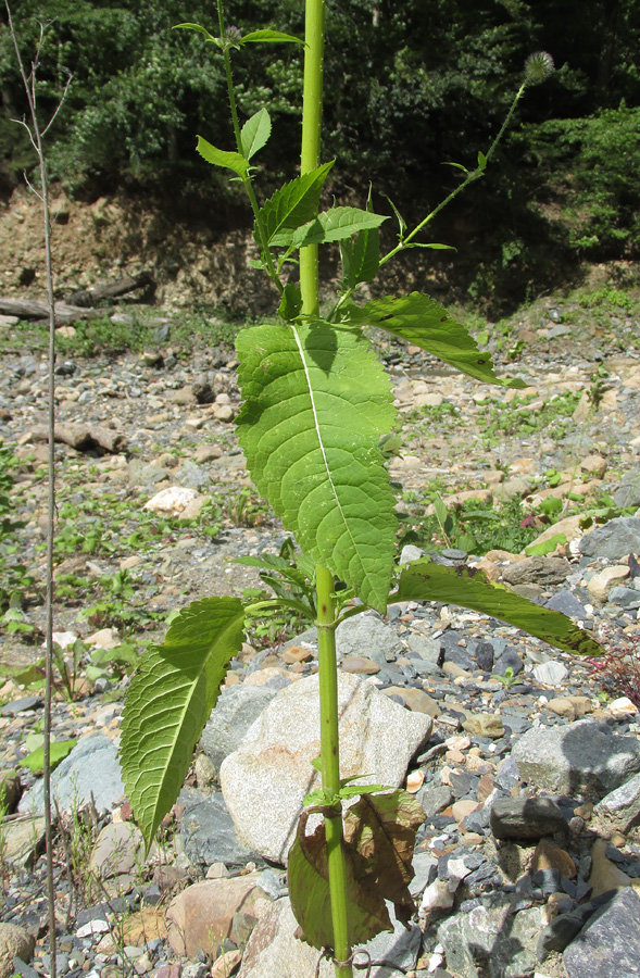 Image of Dipsacus pilosus specimen.