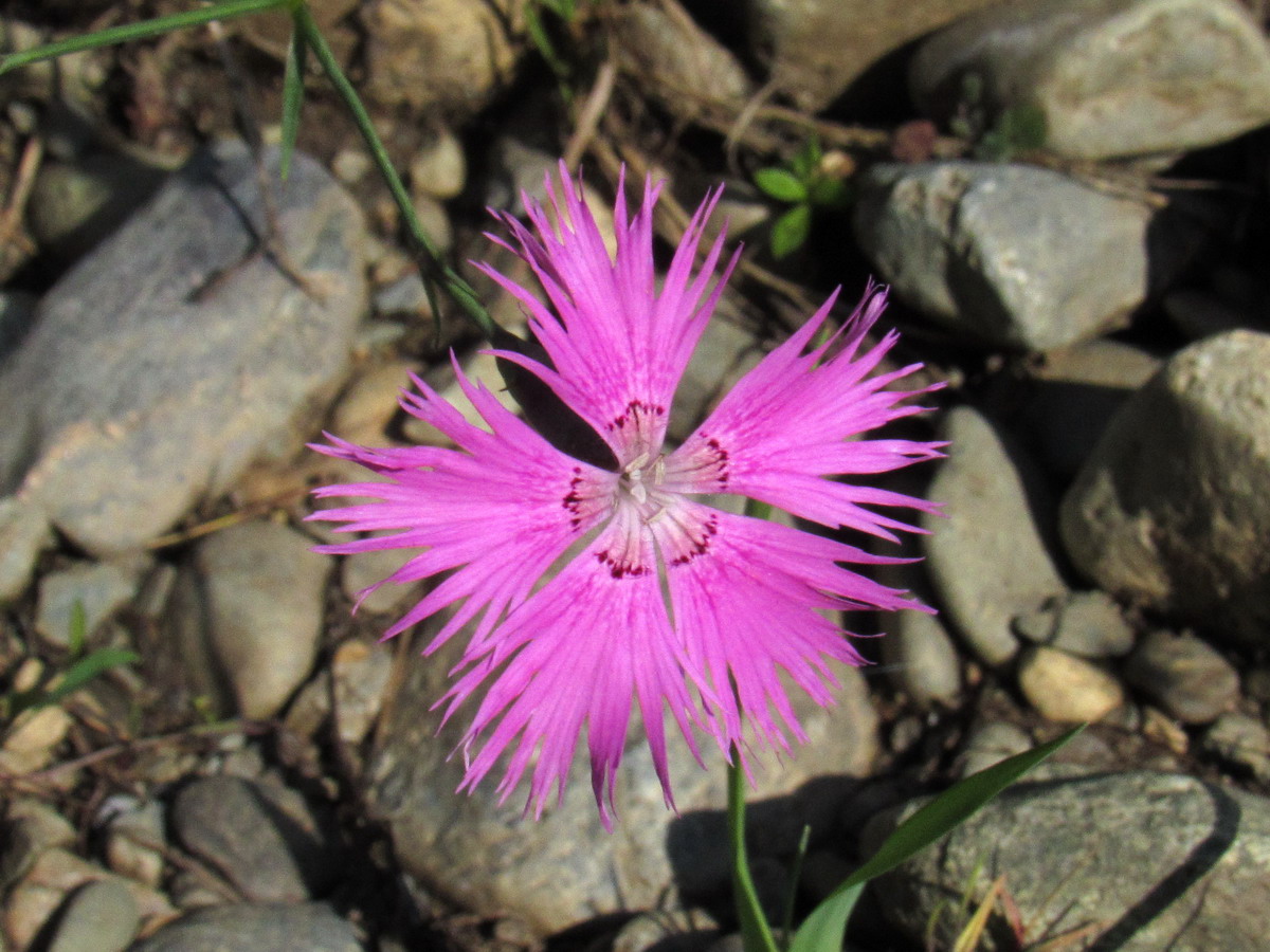 Image of genus Dianthus specimen.