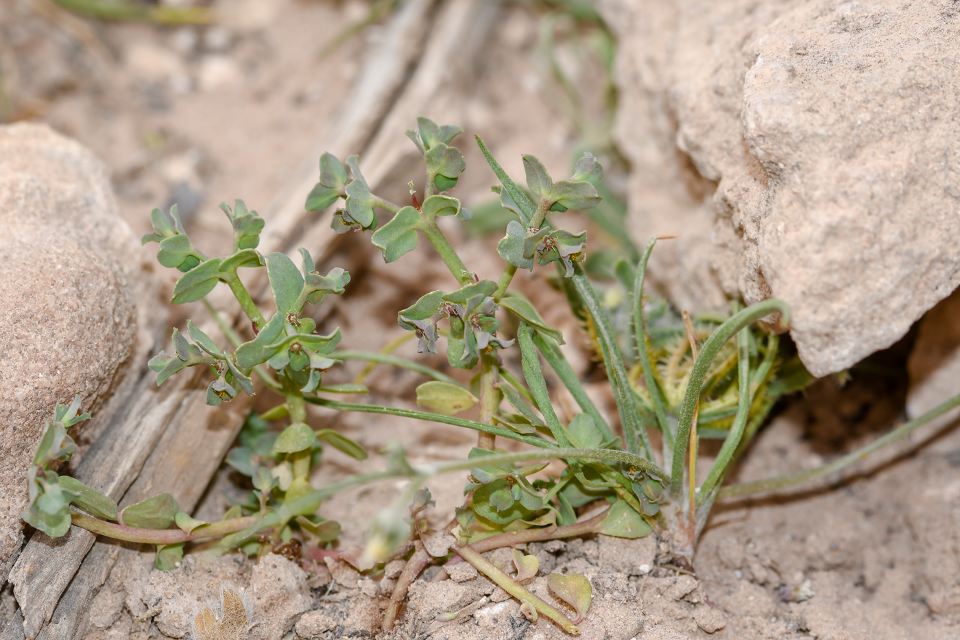 Image of Euphorbia chamaepeplus specimen.