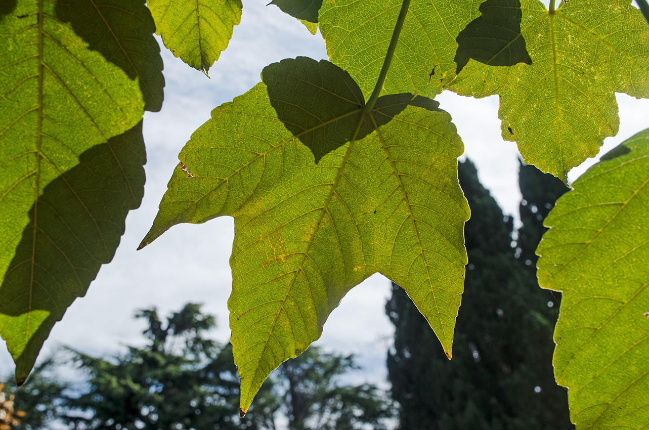 Image of Acer pseudoplatanus specimen.