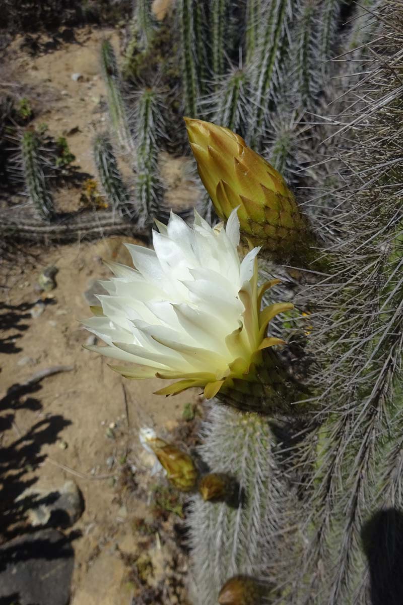 Изображение особи Trichocereus chiloensis.