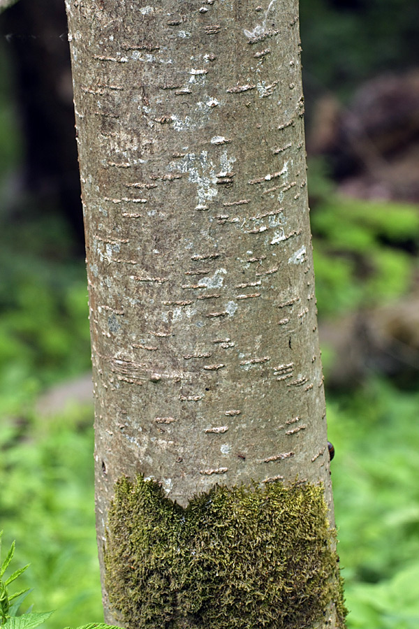 Image of Sorbus aucuparia specimen.