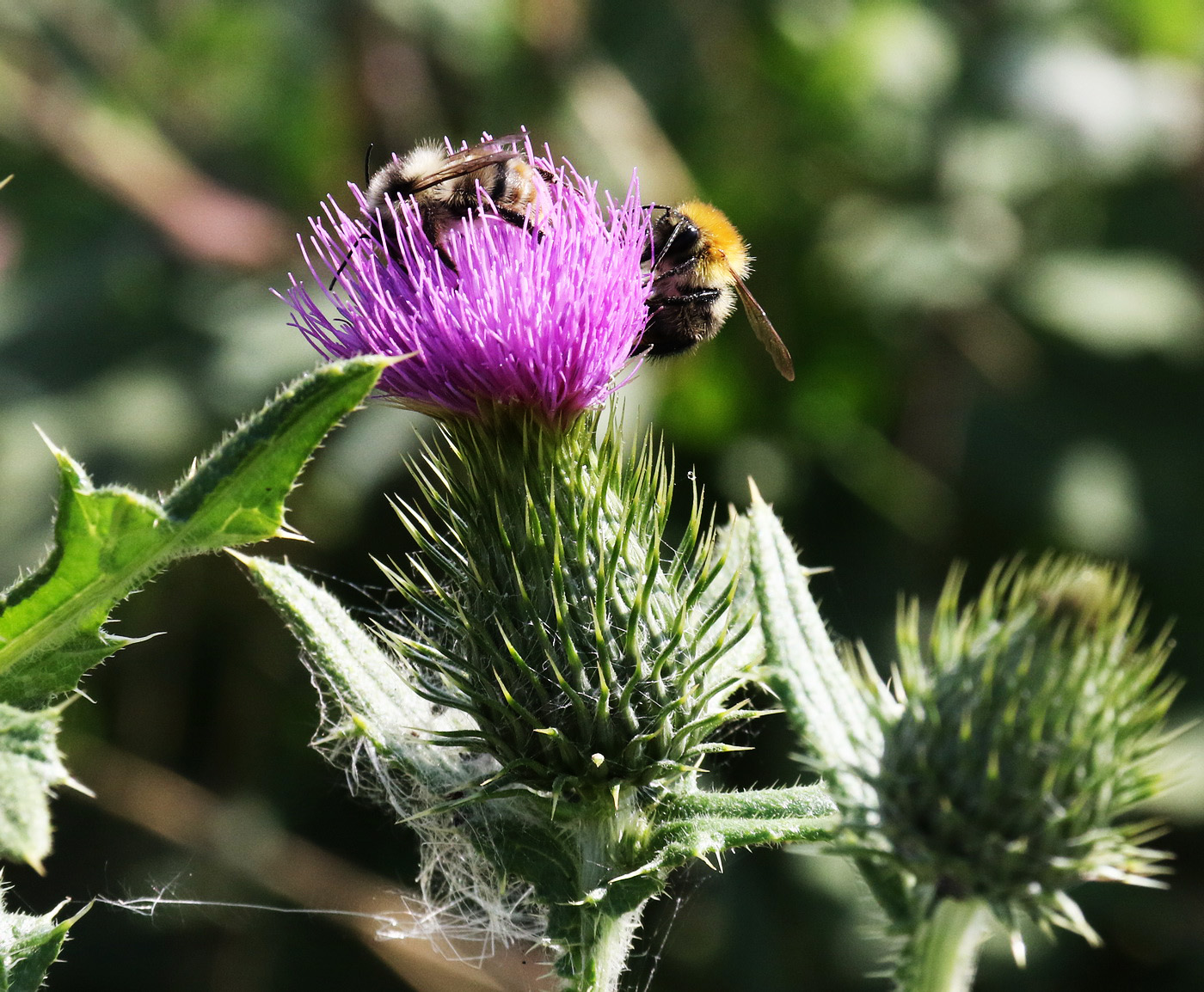 Image of Cirsium vulgare specimen.