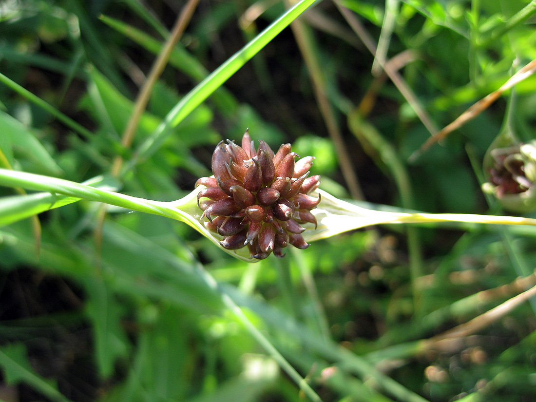 Изображение особи Allium oleraceum.