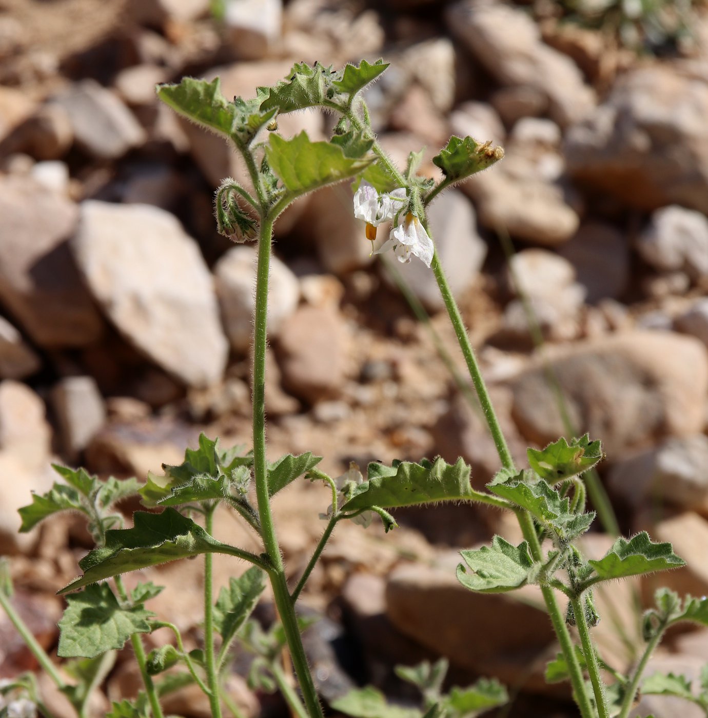 Изображение особи Solanum villosum.