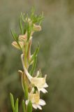 Delphinium rugulosum