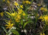 Gagea spathacea