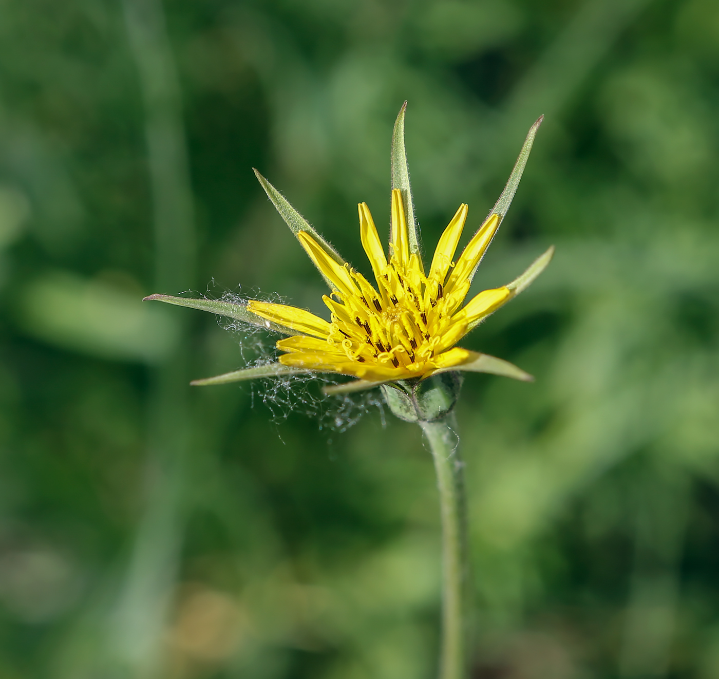 Изображение особи Tragopogon pratensis.