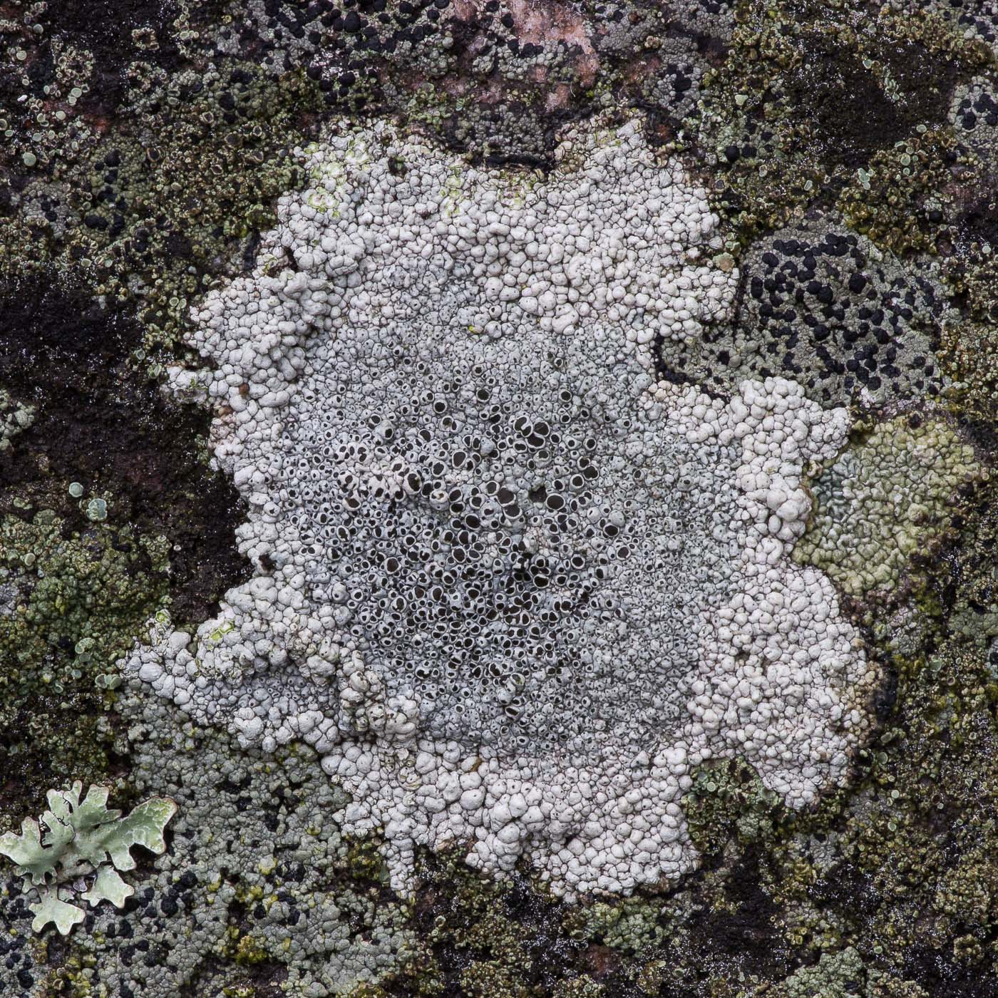 Изображение особи Lecanora campestris.