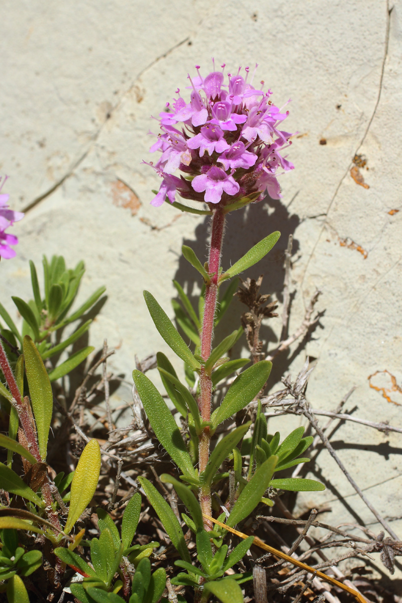 Изображение особи Thymus sessilifolius.