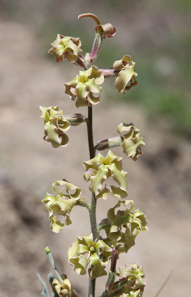 Image of Matthiola odoratissima specimen.