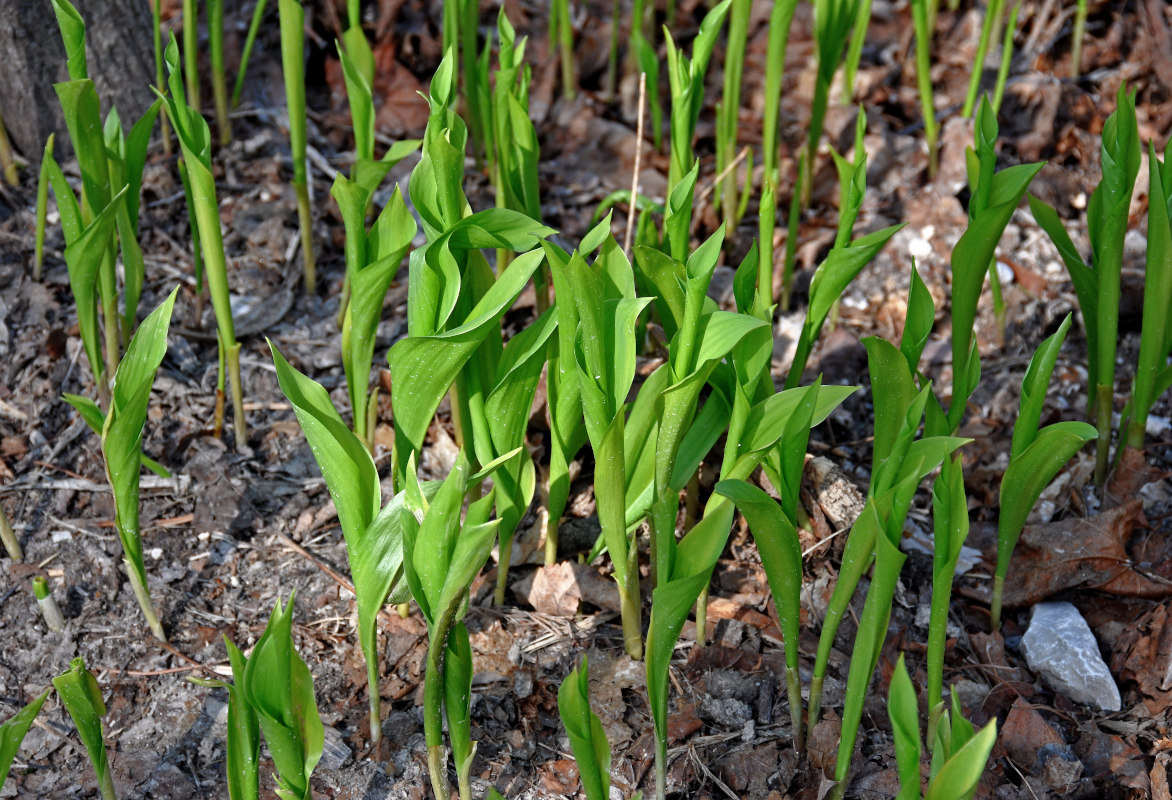 Изображение особи Convallaria majalis.