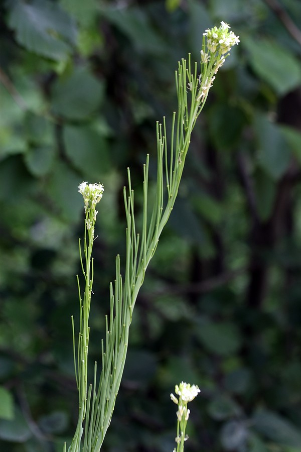 Image of Turritis glabra specimen.