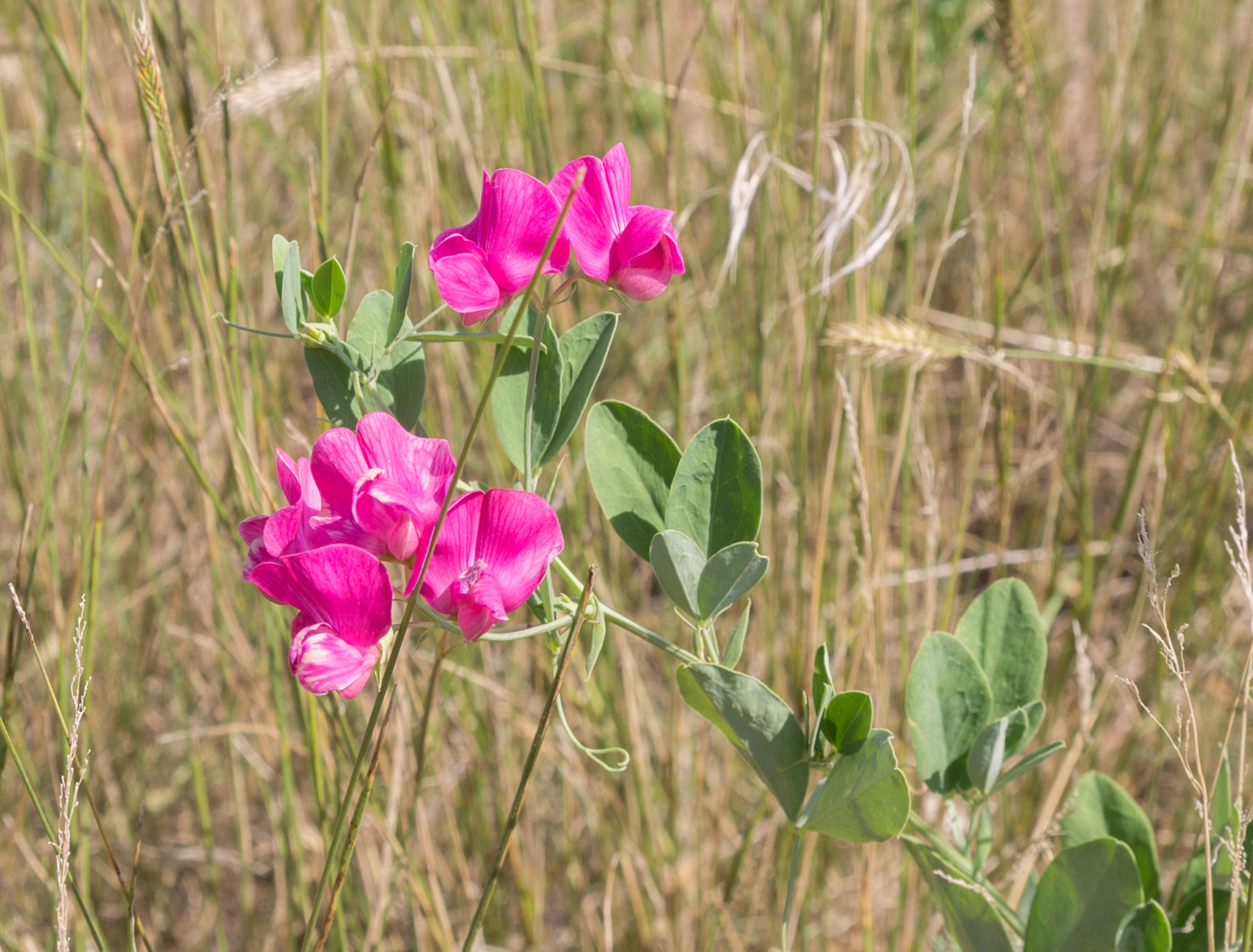 Изображение особи Lathyrus tuberosus.