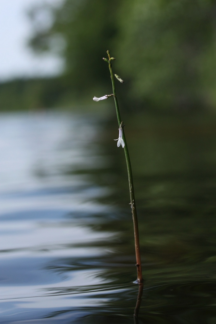 Image of Lobelia dortmanna specimen.