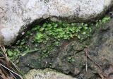 Fissidens taxifolius. Группа вегетирующих растений. Абхазия, окр. пос. Цандрыпш, широколиственный лес, на мелкозёме между камней. 07.08.2021.