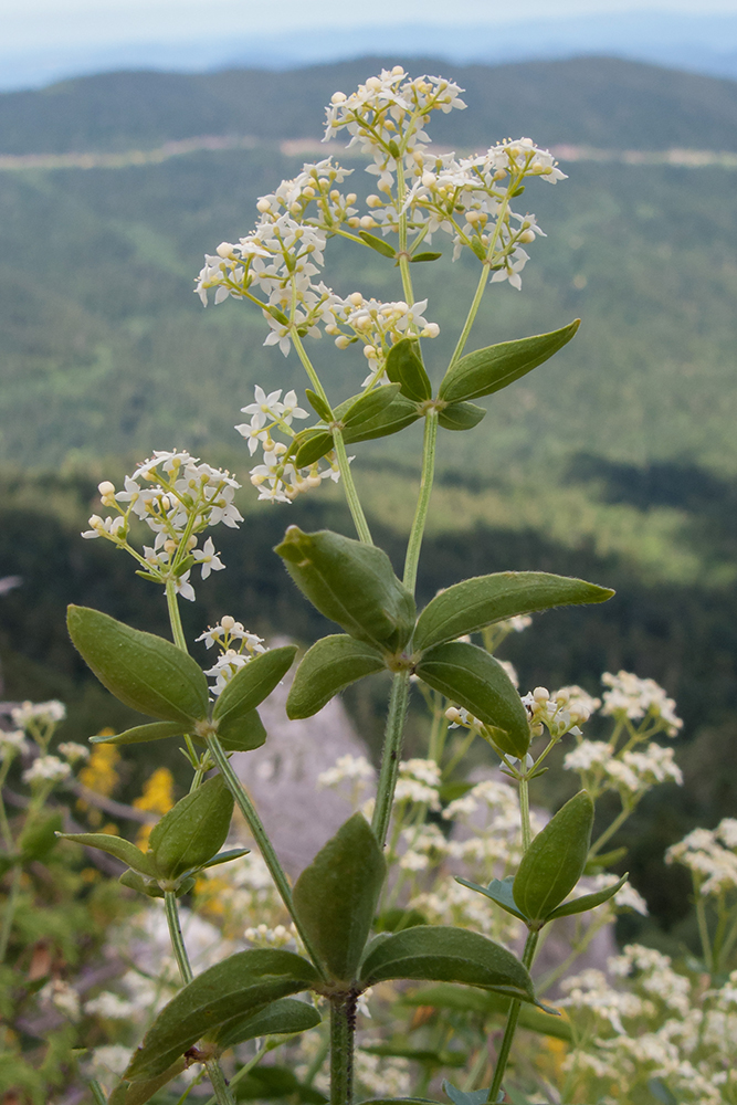 Image of Galium valantioides specimen.