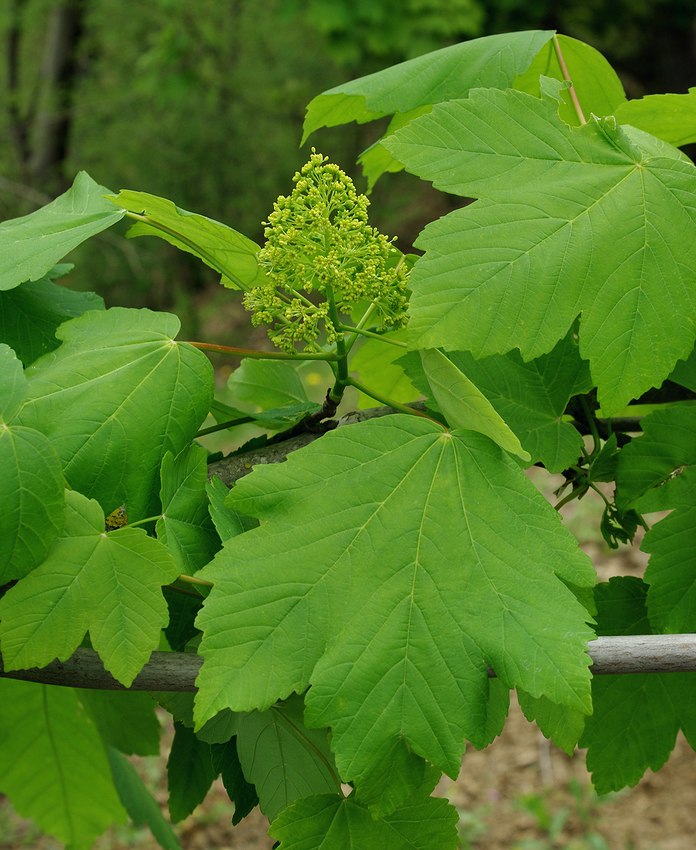 Image of Acer velutinum specimen.