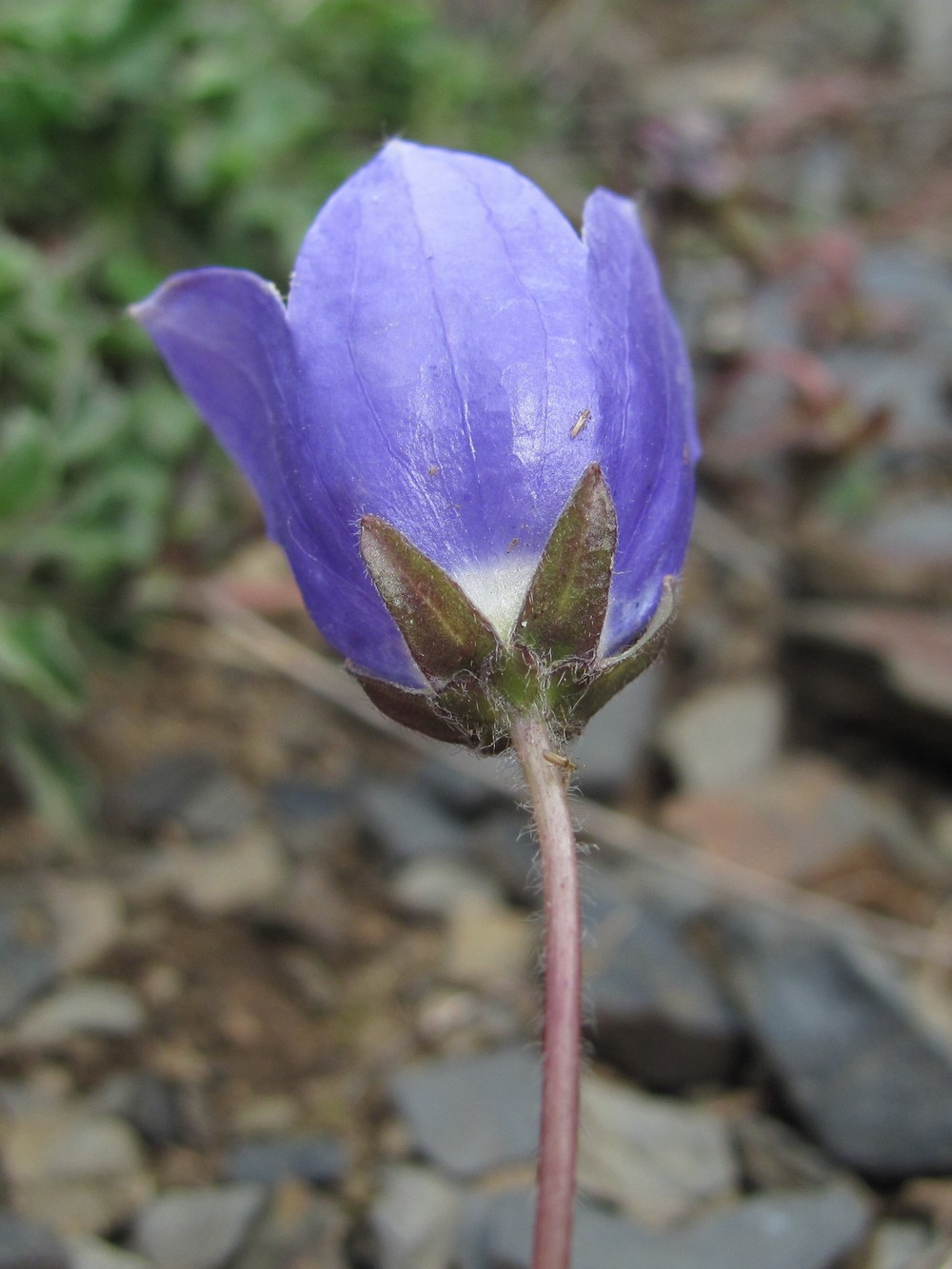 Изображение особи Campanula saxifraga.