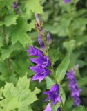 Campanula latifolia. Верхушка цветущего растения. Калужская обл., Боровский р-н, окраина дер. Сатино, на пустыре. 3 июля 2020 г.