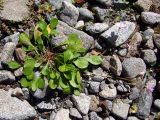 Claytonia sarmentosa. Цветущее растение. Магаданская обл., г. Магадан, побережье бухты Нагаева, окр. мкр-на Марчекан, низовье руч. Холодный, галечник. 28.07.2019.