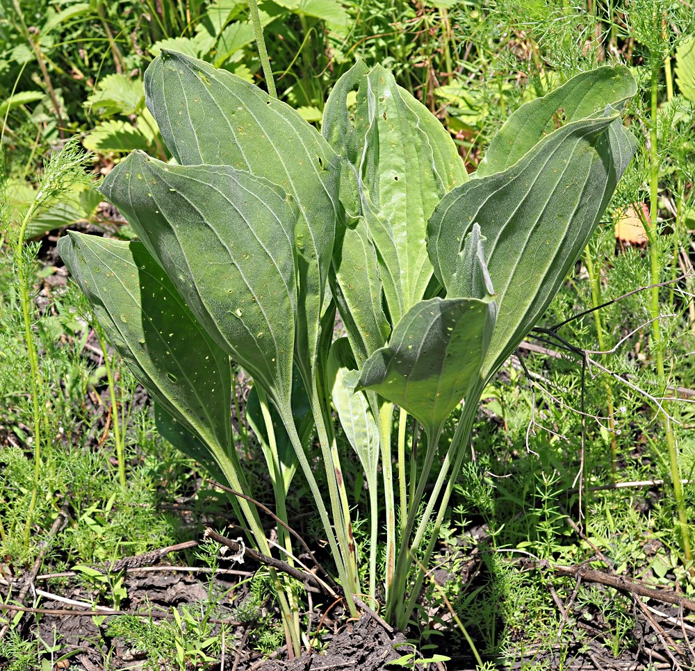 Image of Plantago maxima specimen.