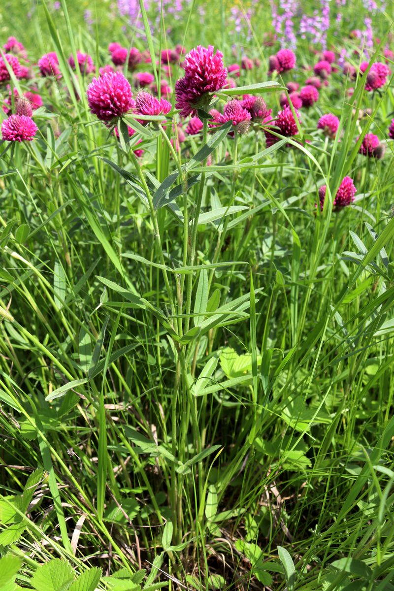 Изображение особи Trifolium alpestre.