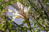 Ceiba insignis. Побег с цветками и бутонами. Израиль, г. Бат-Ям, в культуре. 24.09.2022.