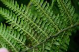 Athyrium monomachii. Часть вайи с сорусами (вид снизу). Курильские о-ва, о-в Кунашир, берег оз. Лагунное, заросли бамбучника у воды. 18.08.2022.