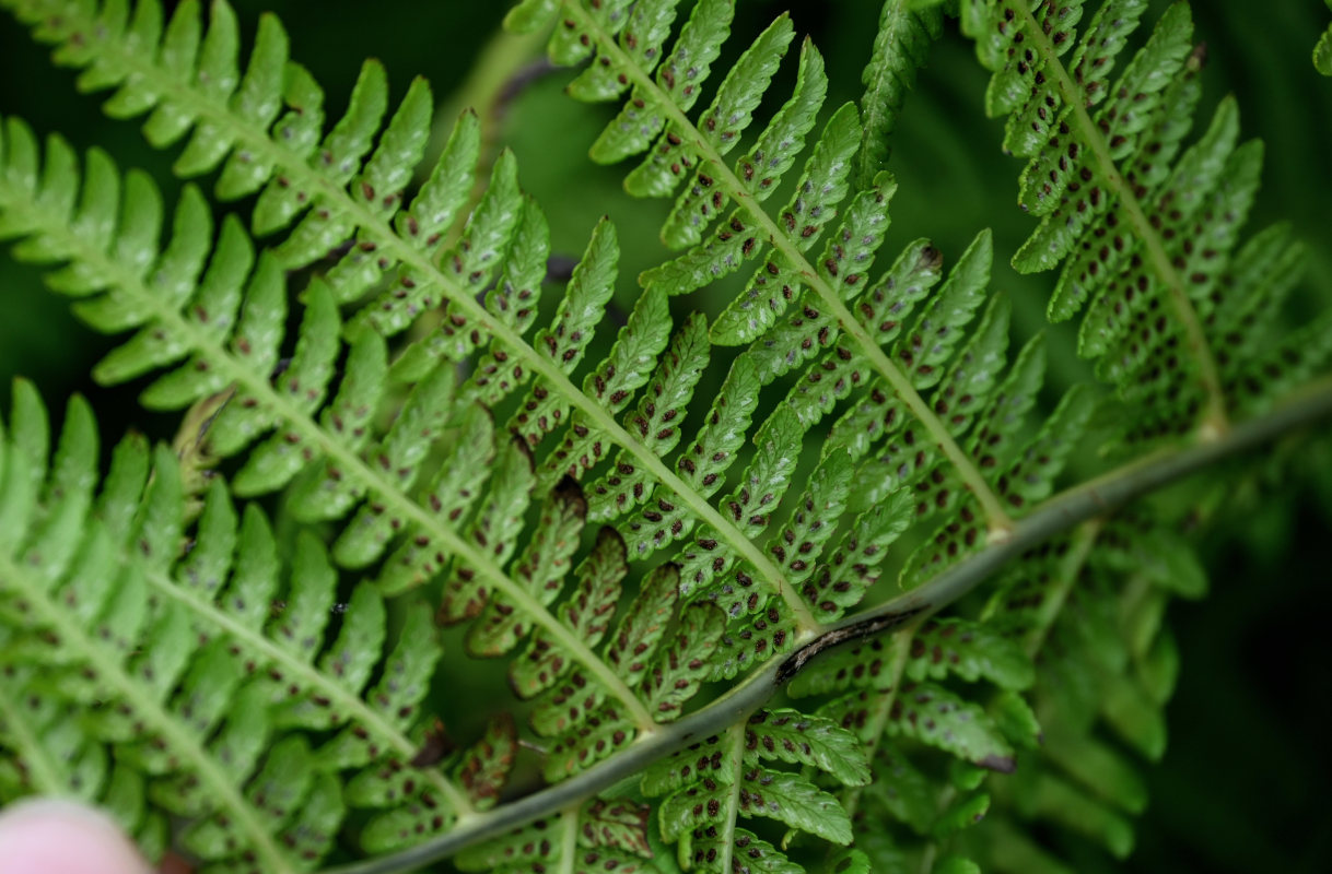 Image of Athyrium monomachii specimen.