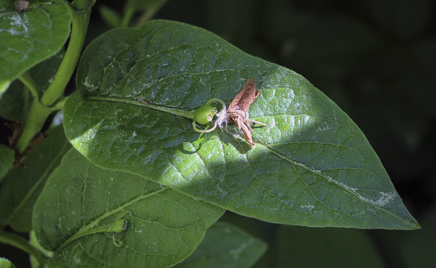 Image of Lonicera alpigena specimen.